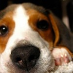 dog-pet-close-up